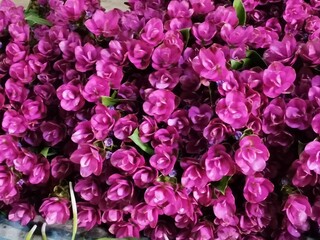 Obraz premium pink and green