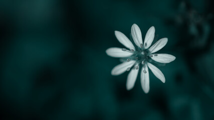 beautiful white flower on blurred natural background