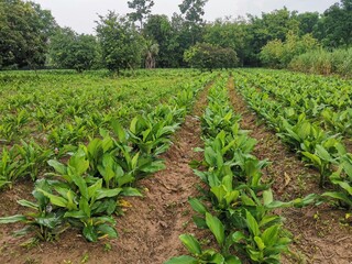 green field of corn