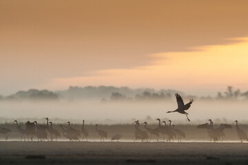 Common Cranes in autumn roosting site