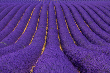 Obraz na płótnie Canvas Lavender (lavandin) fields, Valensole Plateau, Alpes Haute Provence, France, Europe