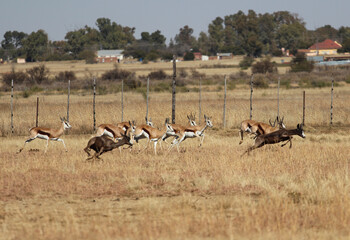 Fototapeta premium Running herd of springboks in a game farm, some of them with interesting dark colour mutation that doesn't occur in the nature