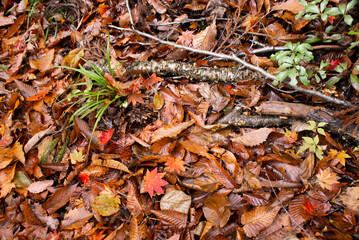 兵庫県・多可町の秋の渓谷風景