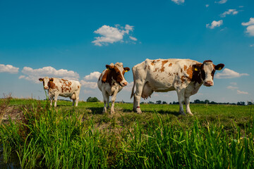 Kühe grasen in grüner Landschaft an der Eider