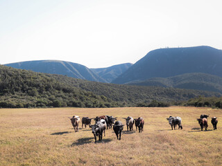 Obraz premium herd of nguni cattle