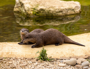 Obraz premium European otters looking at the camera