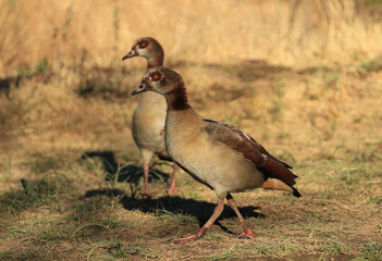 Egyptian goose