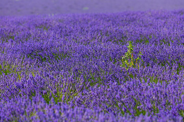 Obraz premium Lavender (lavandin) fields, Valensole Plateau, Alpes Haute Provence, France, Europe