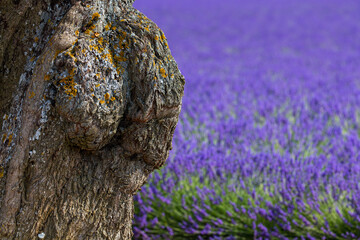 Lavender (lavandin) fields, Valensole Plateau, Alpes Haute Provence, France, Europe