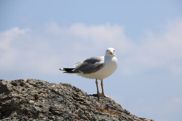 Seagulls of Elafonisi beach on Crete