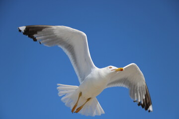 Seagulls of Elafonisi beach on Crete