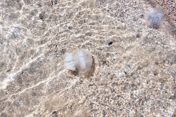 Fototapeta na wymiar large jellyfish in the coastal waters of the sea on the beach