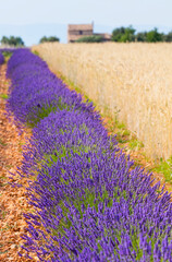 Plakat Lavender (lavandin) fields, Valensole Plateau, Alpes Haute Provence, France, Europe