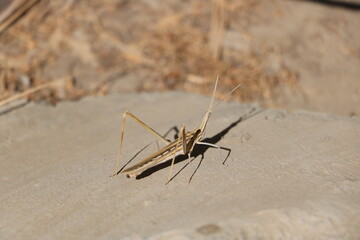 Interesting bug found on Preveli beach