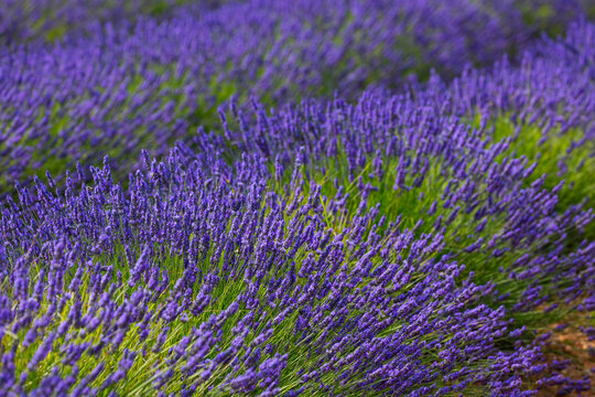Lavender (lavandin) fields, Valensole Plateau, Alpes Haute Provence, France, Europe