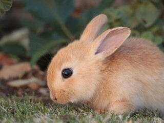 cute fluffy baby bunny