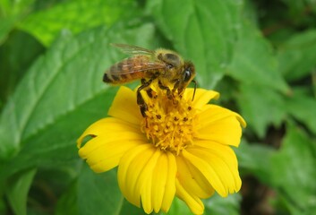 Bee on yellow flower in Florida nature, closeup