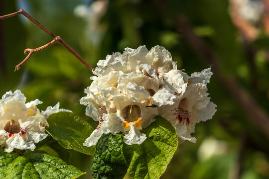 closeup of white foxglove, dalmatian peach or Digitalis purpurea (binomial name)