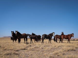 herd of horses standing in the field with clear blue sky. black and bay with white blaze