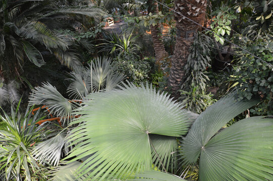  GLIWICKA PALMIARNIA  - ROŚLINY TROPIKALNE