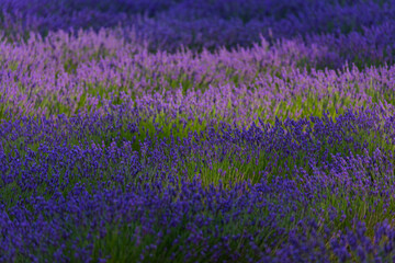 Fototapeta premium Lavender (lavandin) fields, Valensole Plateau, Alpes Haute Provence, France, Europe