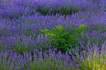 Lavender (lavandin) fields, Valensole Plateau, Alpes Haute Provence, France, Europe