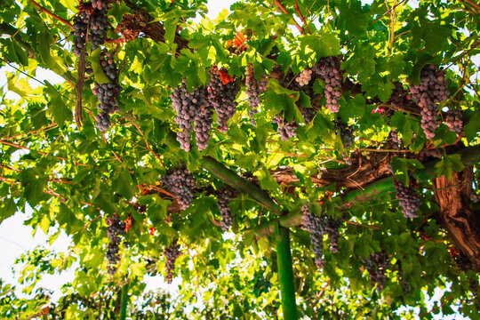 Racimo de uvas negras en parras 