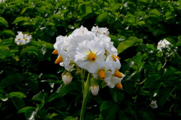 The potato field blooms in summer with white flowers.Blossoming of potato fields, potatoes plants with white flowers growing on fields
Potatoes white flowers close-up