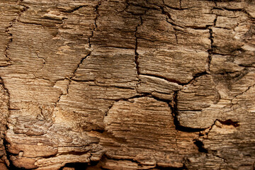 Dark old natural wood texture. Perfect baackground