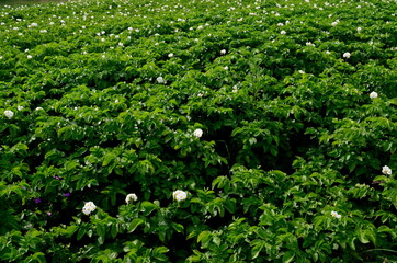 Fototapeta na wymiar The potato field blooms in summer with white flowers.Blossoming of potato fields, potatoes plants with white flowers growing on fields