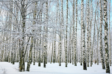 Trunks of white birches in a winter park in clear weather