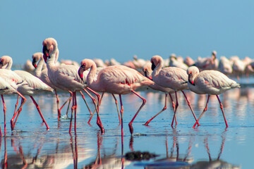 Group birds of pink african flamingos  walking around the blue lagoon