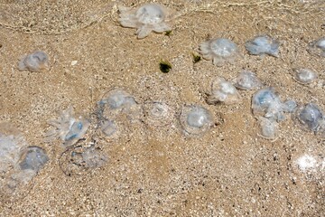 Fototapeta na wymiar background and texture of large blue jellyfish washed ashore. Ecological catastrophy