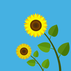 Illustration of sunflowers in a blue background