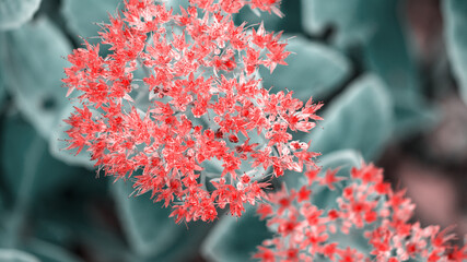 beautiful flowers growing outdoor in sunshine, close view 