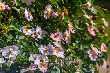 bush of Rosa canina (binomial name) , dog rose or rosehip flower