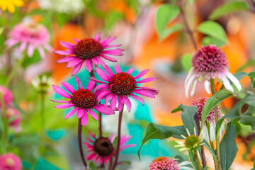 Bright autumn flower bloomed in a botanical garden