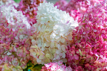 Bright autumn flower bloomed in a botanical garden