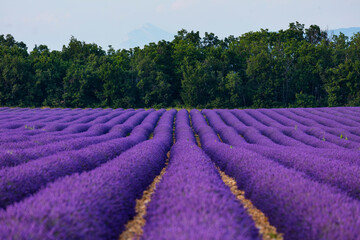 Naklejka na ściany i meble Lavender (lavandin) fields, Valensole Plateau, Alpes Haute Provence, France, Europe