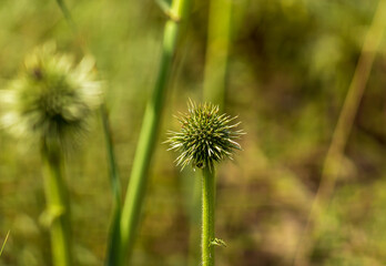 closeup of Echinops bud with bugs on it 