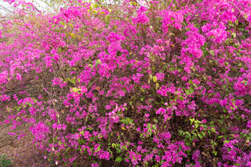 Beautiful Bougainvillea flower in the nature ,Provincial flower of phuket thailand.