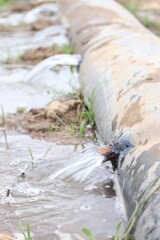 small river in the forest