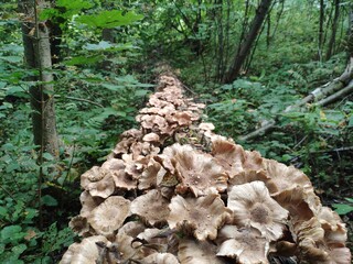 A path of mushrooms. Honey Agaric mushrooms grow on a tree in autumn forest. A lot of Armillaria mushrooms.