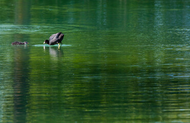Eurasian Coot (Fulica atra)