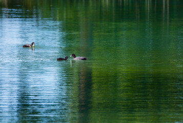 Eurasian Coot (Fulica atra)