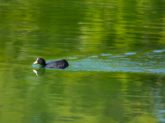 Eurasian Coot (Fulica atra)
