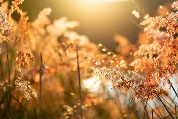 Papier Peint photo Herbe Vintage photo of flowers grass blurred on sunset, spring or summer concept