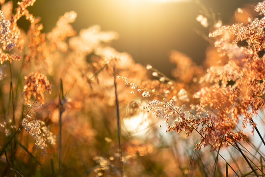 Vintage photo of flowers grass blurred on sunset, spring or summer concept