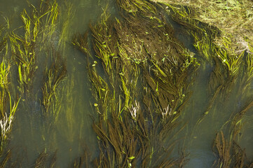 Grünlich-gelbe  Algen, Algenteppich in einem Gewässer, Deutschland