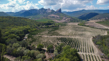 Fototapeta na wymiar Aerial view on beautiful vineyards in the scenic valleys with views of the mountains. Crimea. 